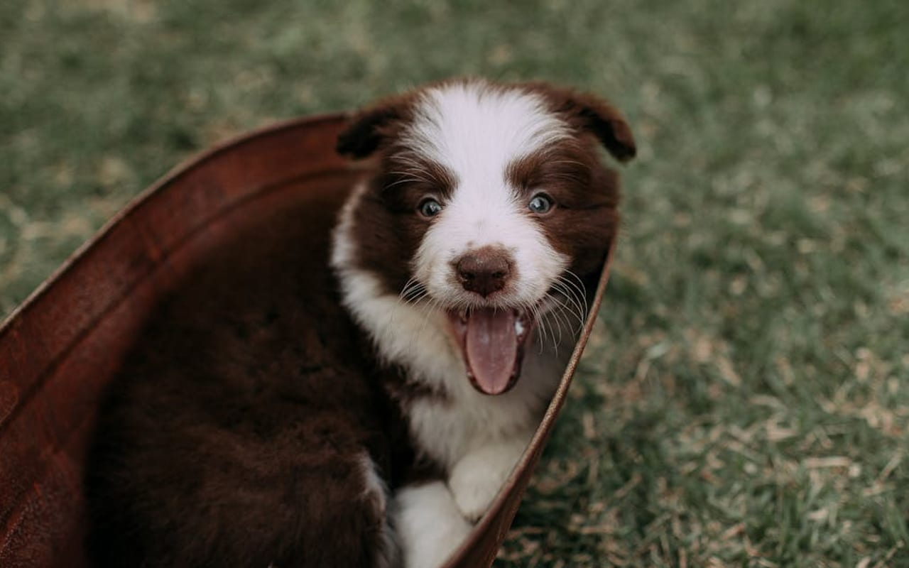 Border Collie — gallery 3
