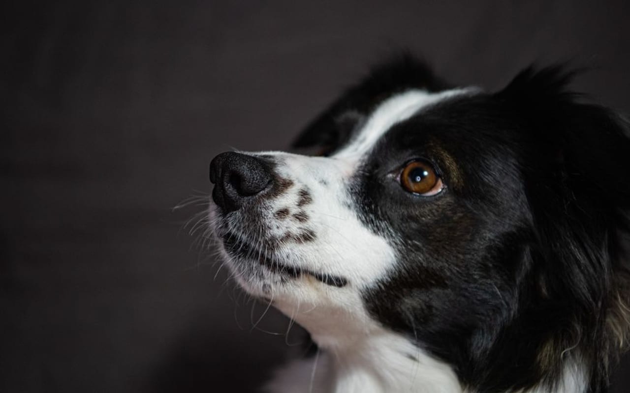 Border Collie — gallery 4