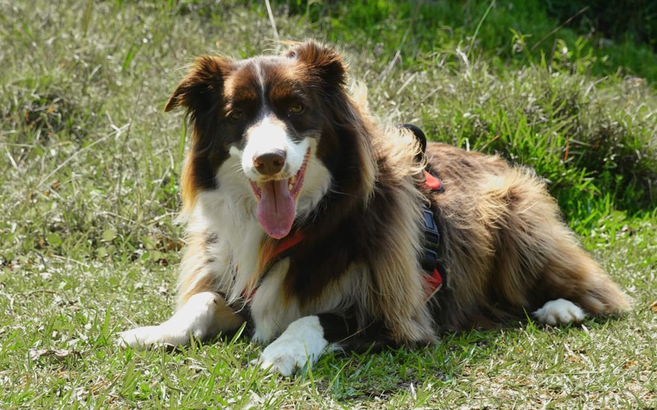 Border Collie — gallery 5