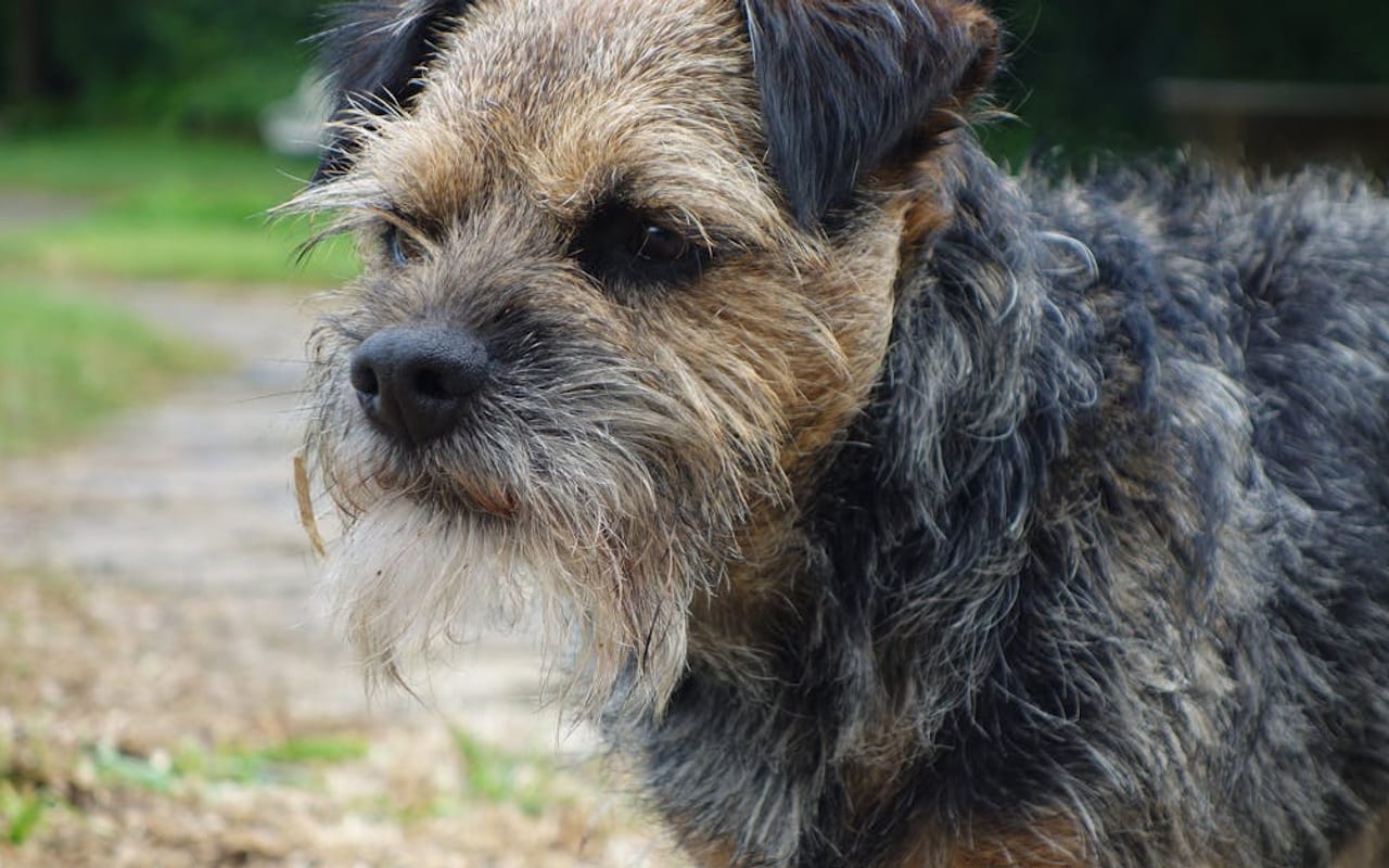 Border Terrier