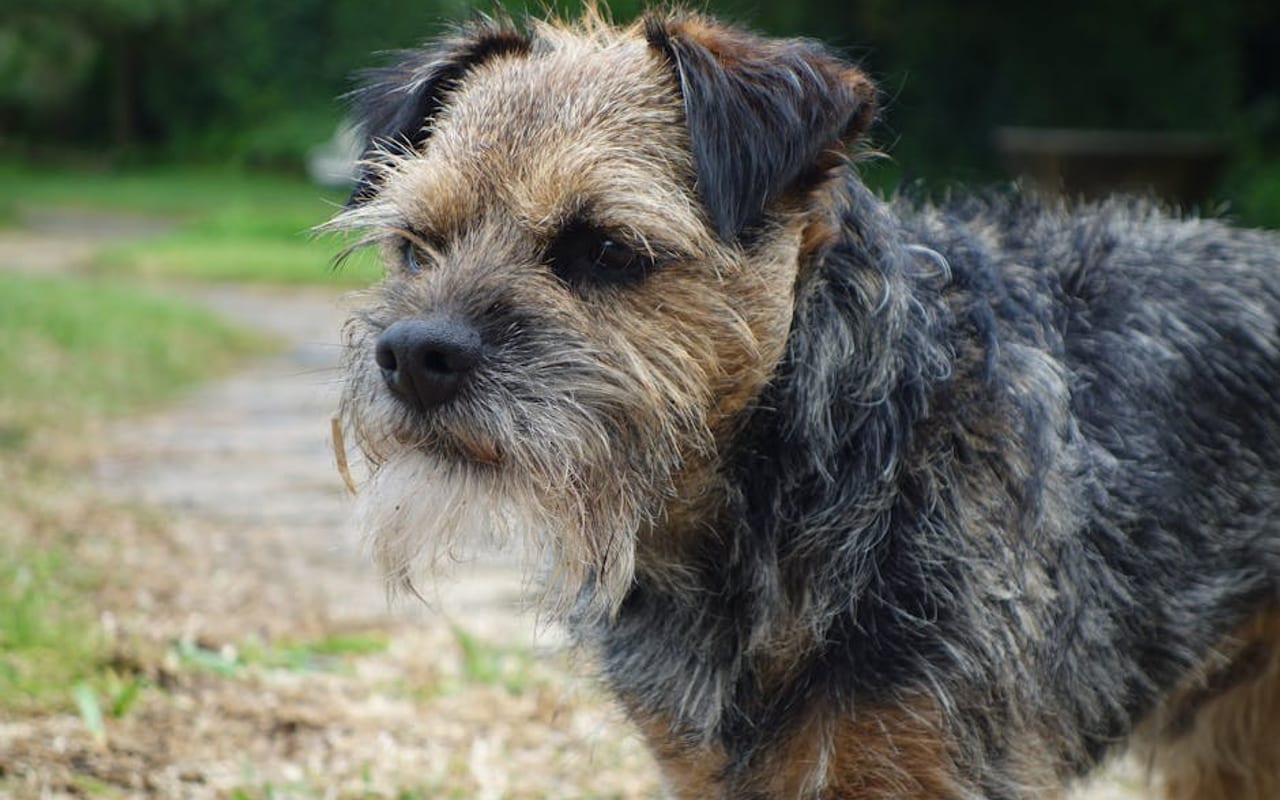 Border Terrier — gallery 4