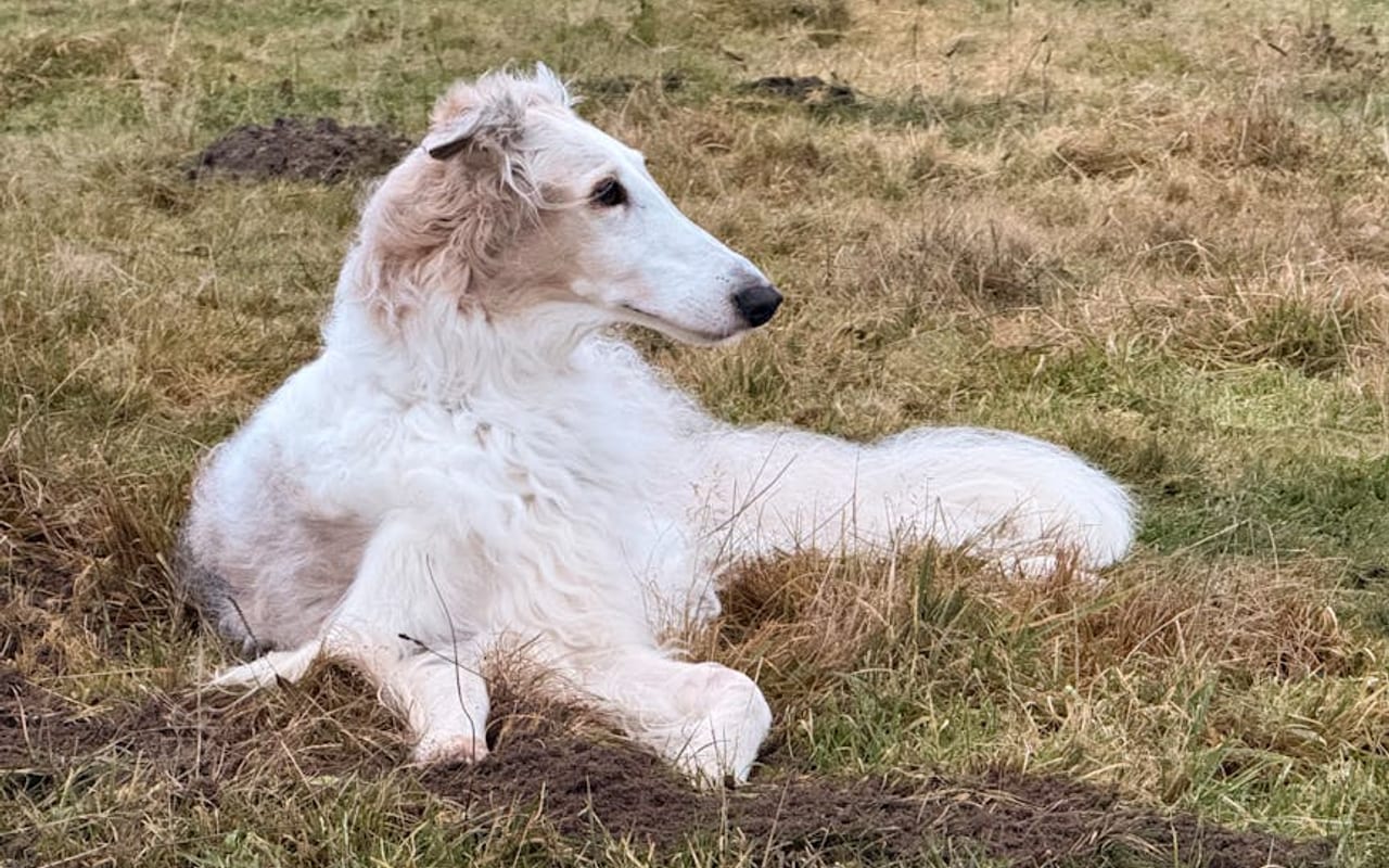 Borzoi — gallery 4