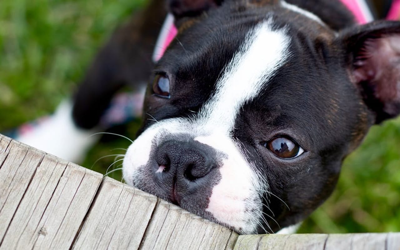 Boston Terrier dog breed portrait