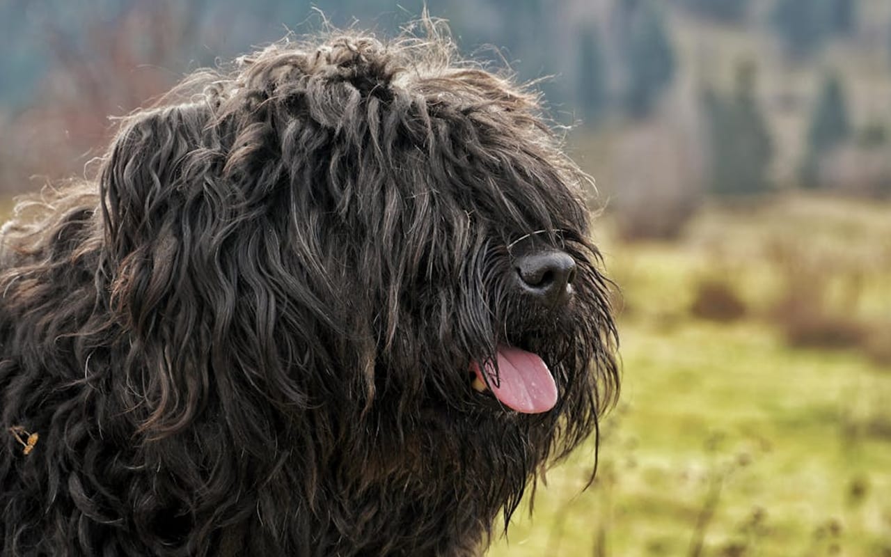 Bouvier des Flandres