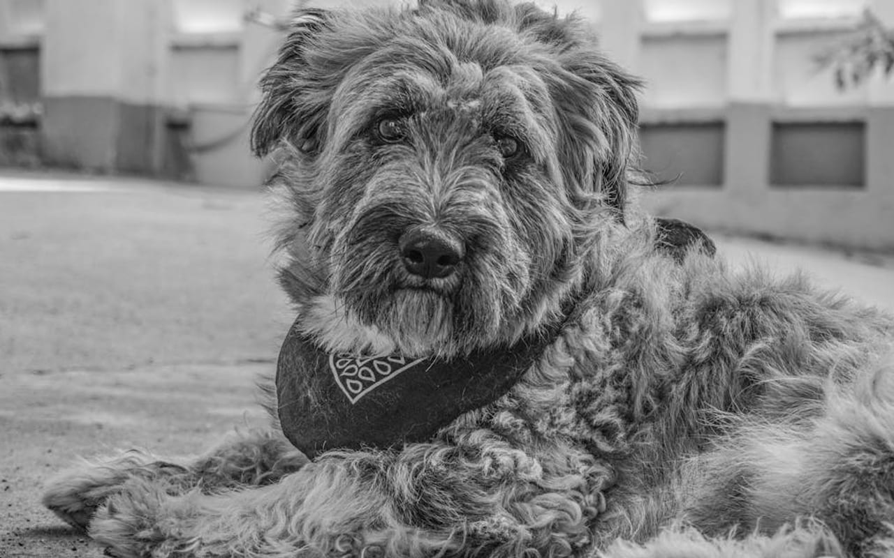 Bouvier des Flandres — gallery 3