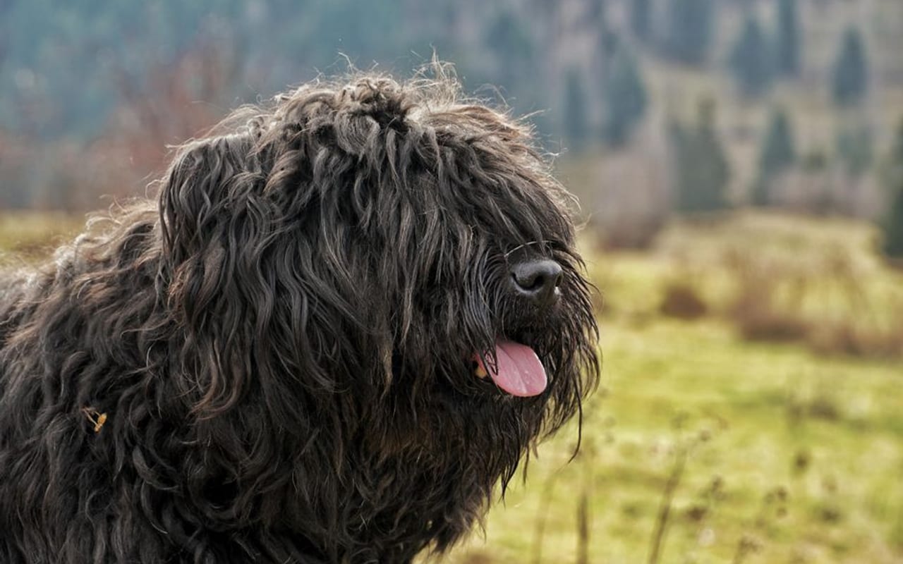 Bouvier des Flandres — gallery 4