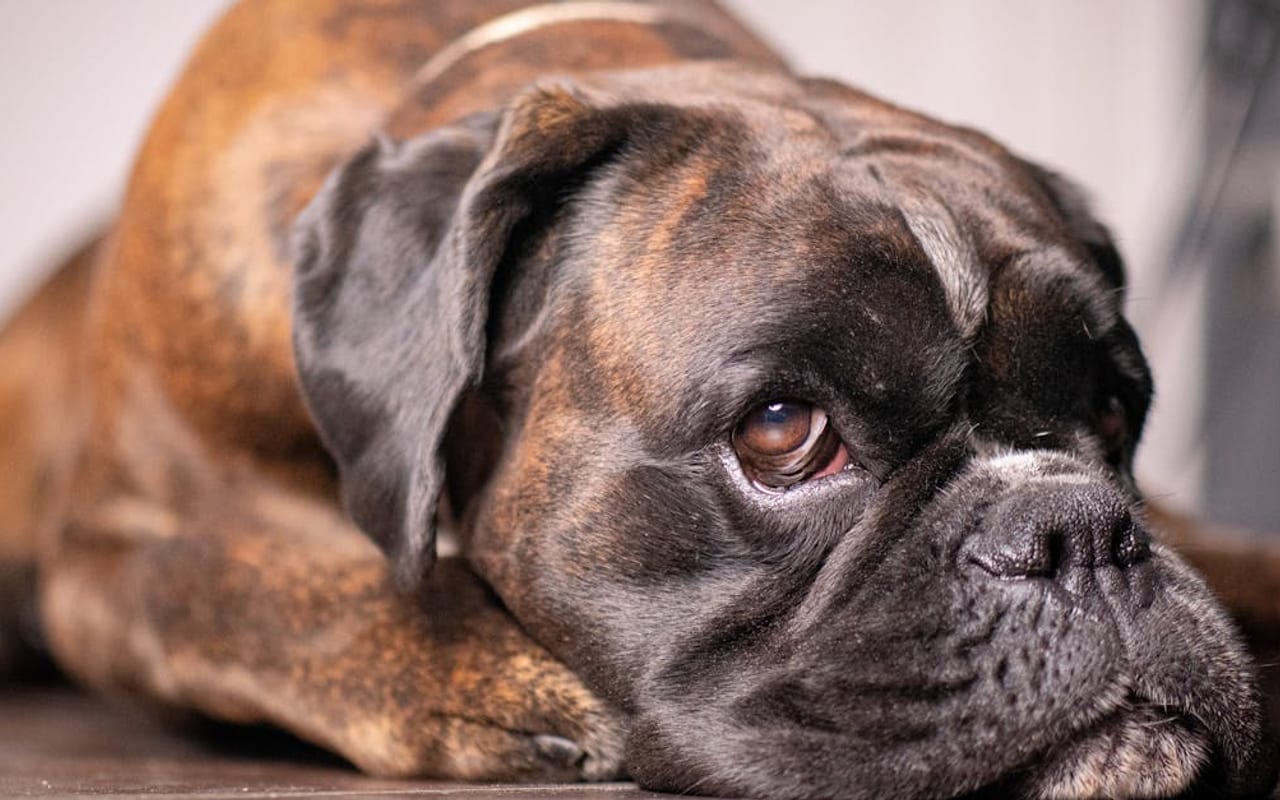 Boxer — Boxer — gallery 1
