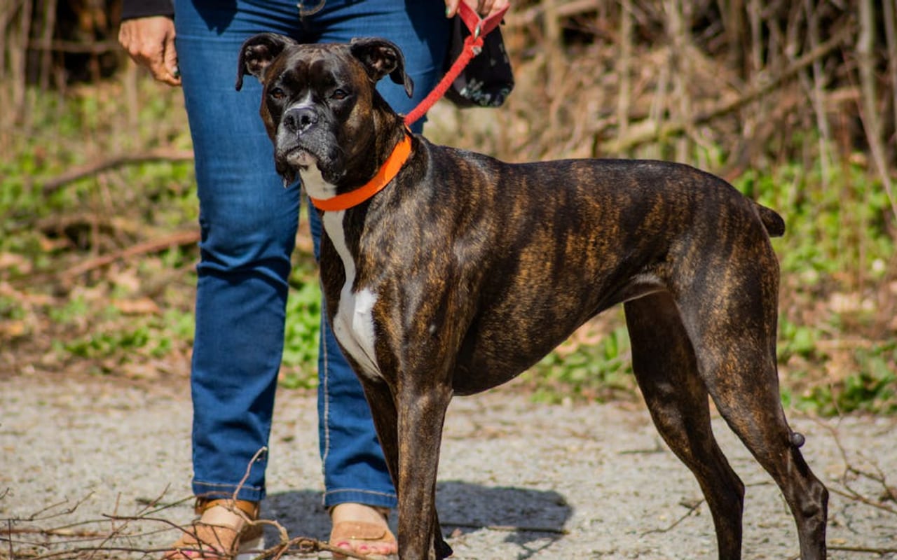 Boxer — Boxer — gallery 2