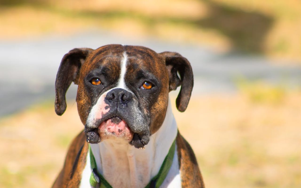Boxer — Boxer — gallery 3