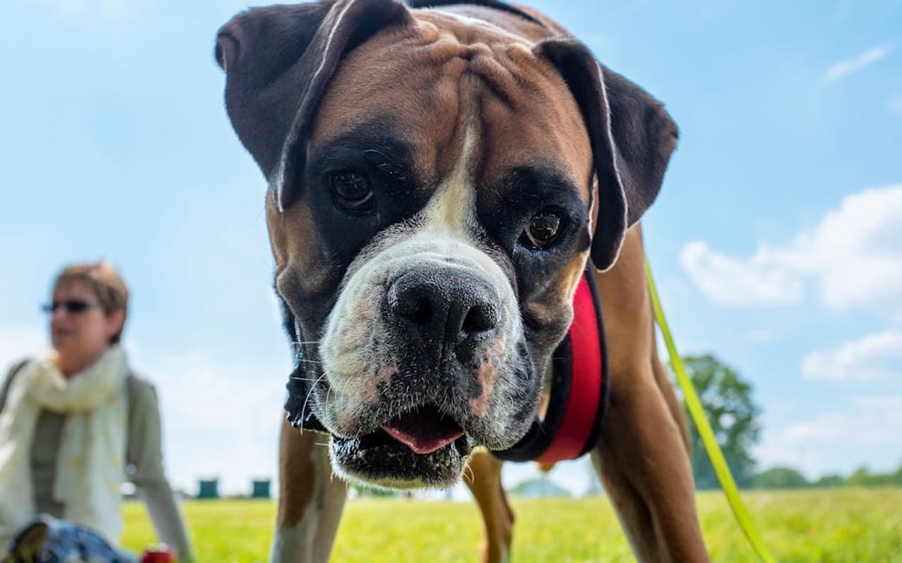 Boxer — Boxer — gallery 4