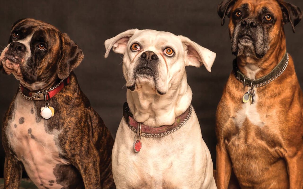 Boxer — Boxer — gallery 5