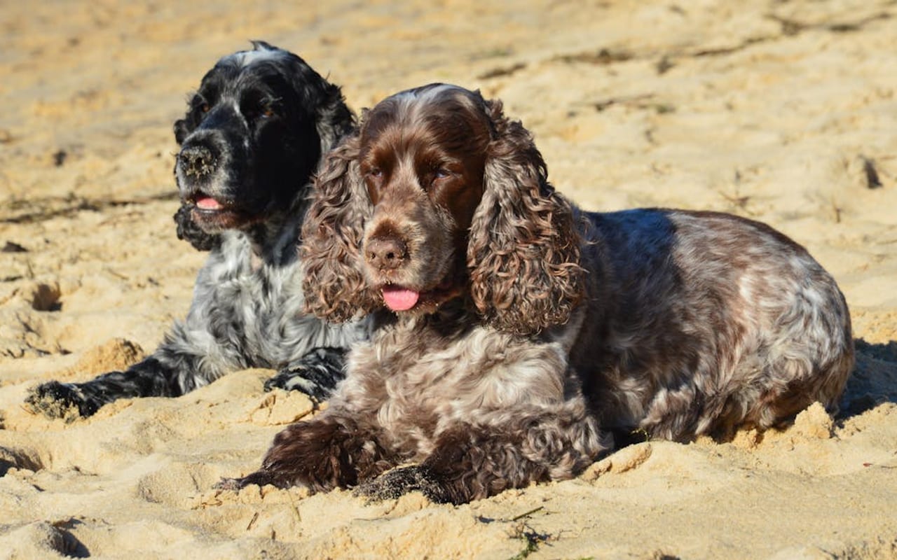 Boykin Spaniel — gallery 2