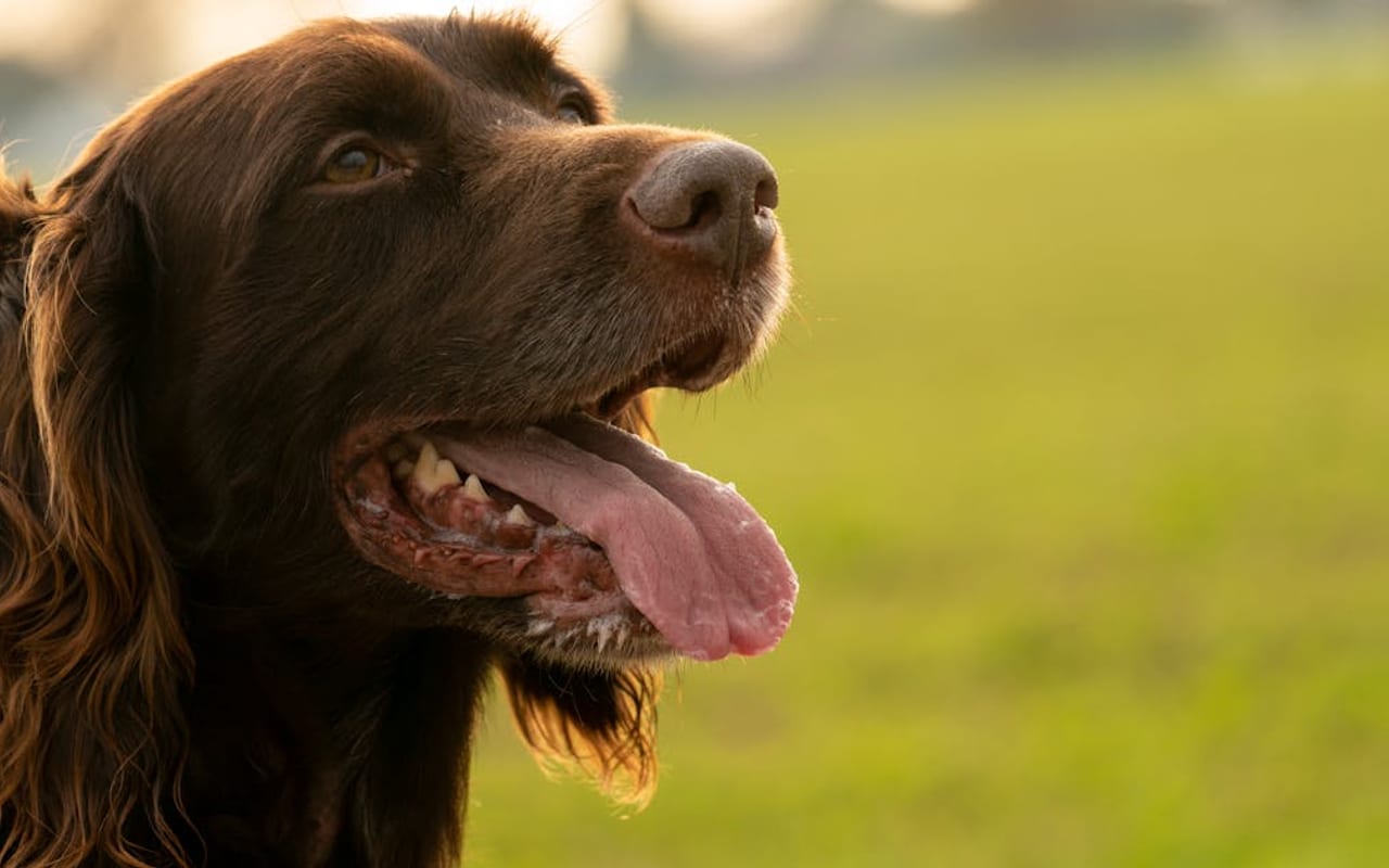 Boykin Spaniel — gallery 3