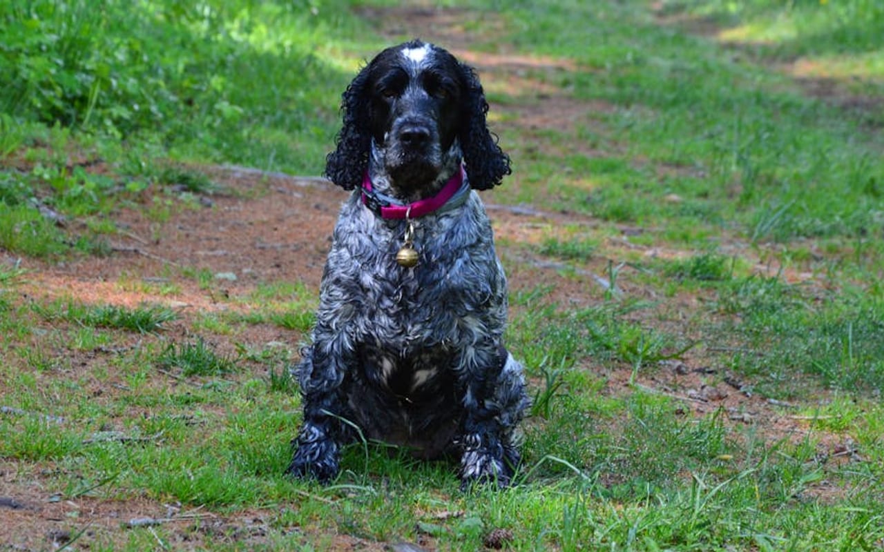 Boykin Spaniel — gallery 4
