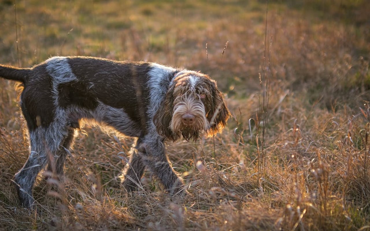 Bracco Italiano — gallery 2