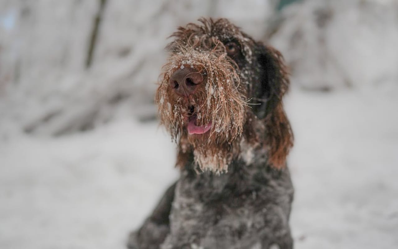 Bracco Italiano — gallery 3