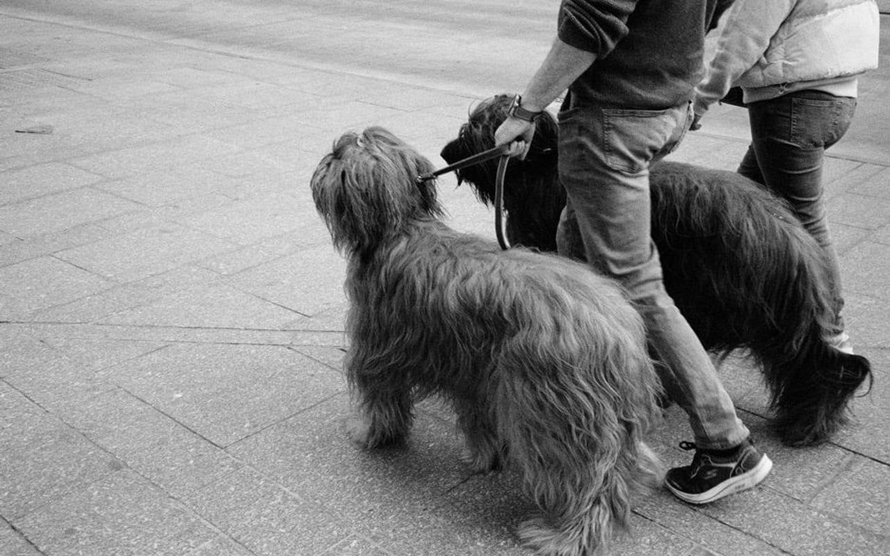 Briard — gallery 4