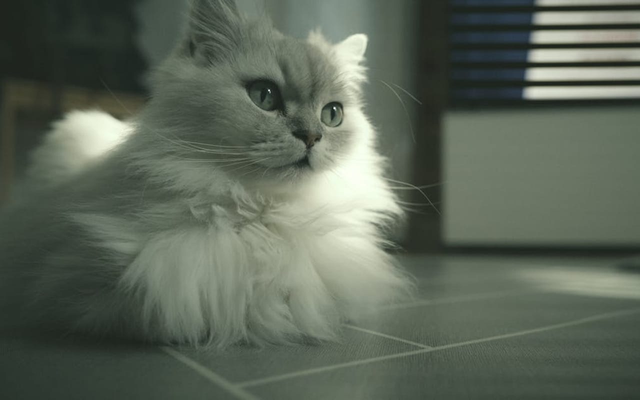 British Longhair