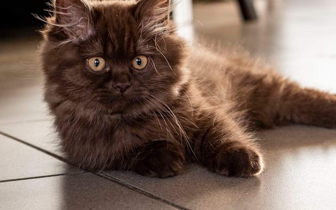 British Longhair — gallery 2