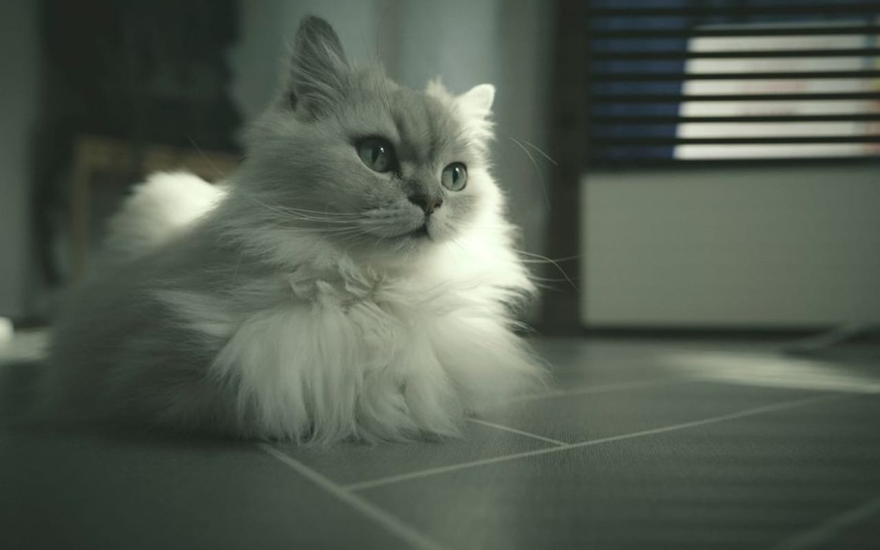 British Longhair — gallery 4