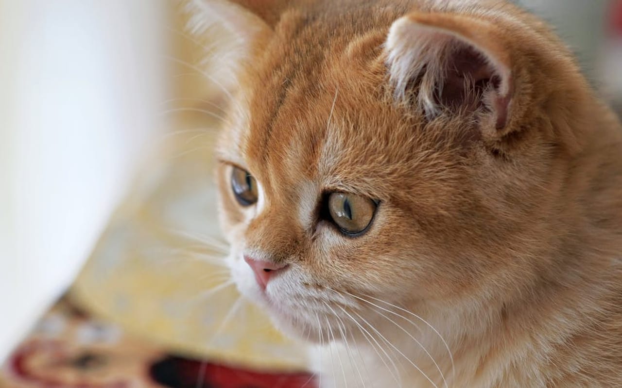 British Shorthair breed