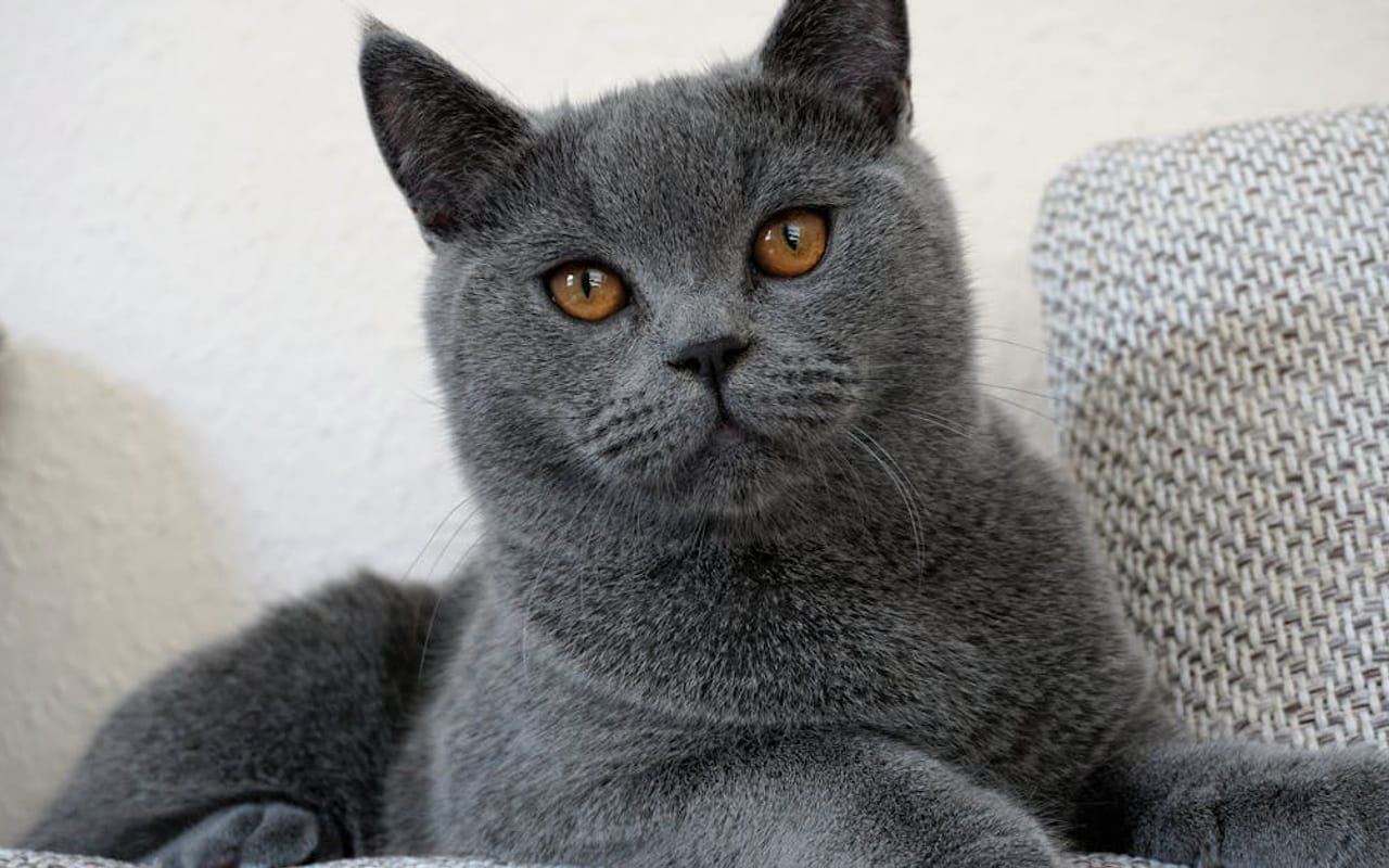British Shorthair — gallery 3