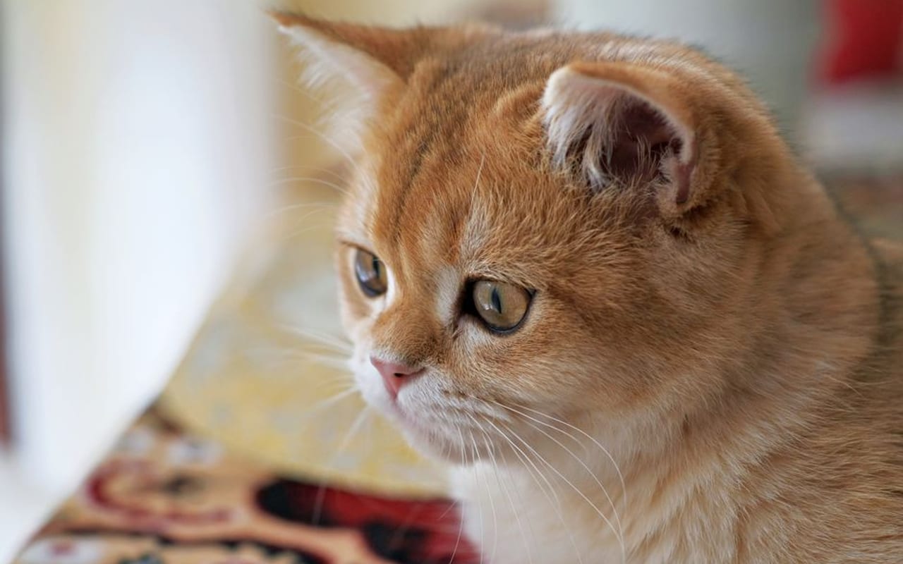 British Shorthair — gallery 4