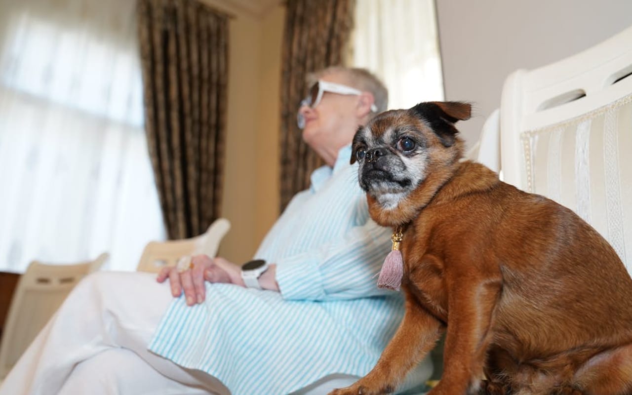 Brussels Griffon — gallery 3