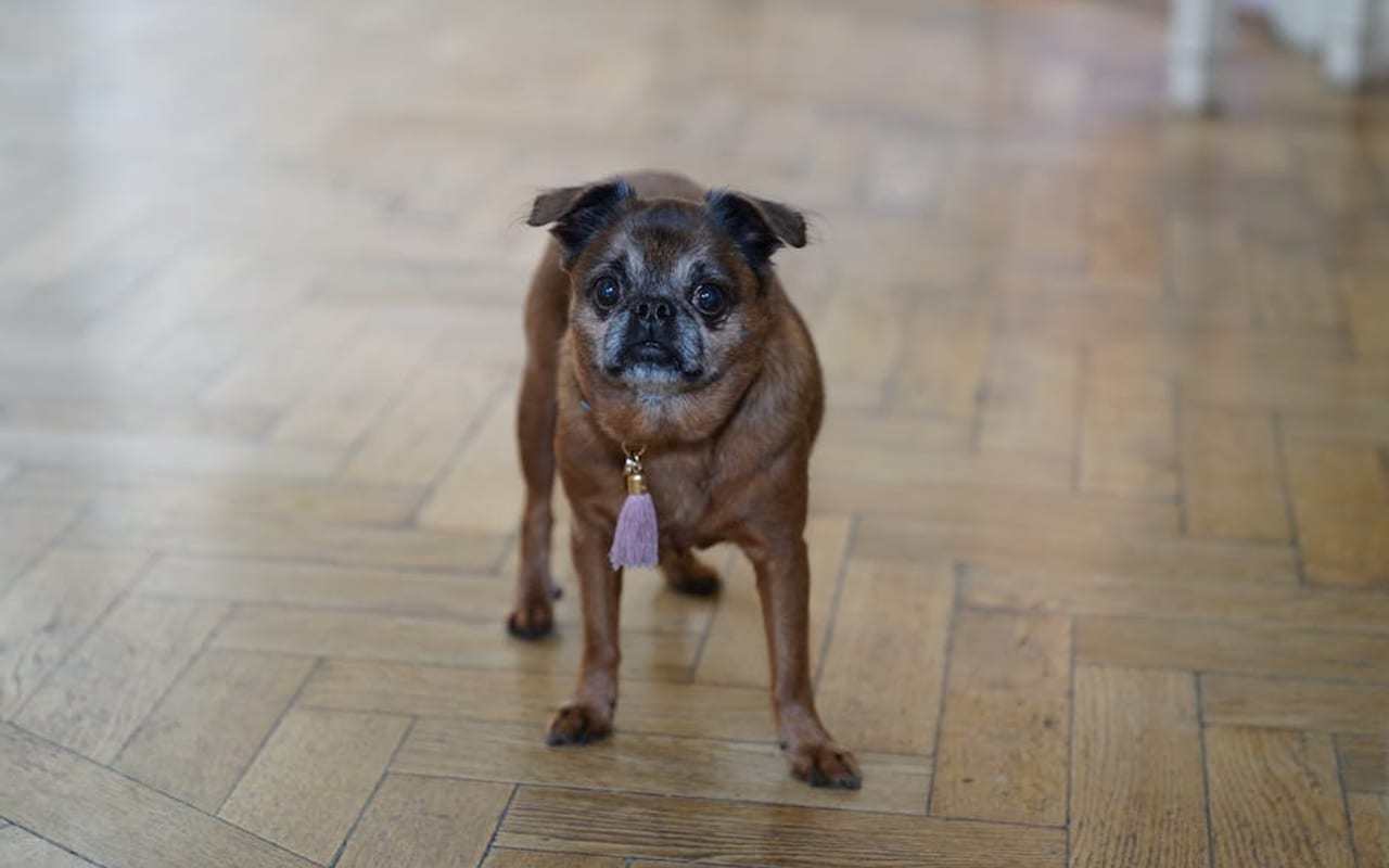 Brussels Griffon — gallery 4