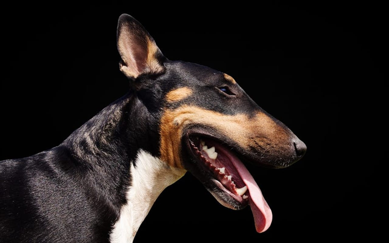 Bull Terrier — gallery 4