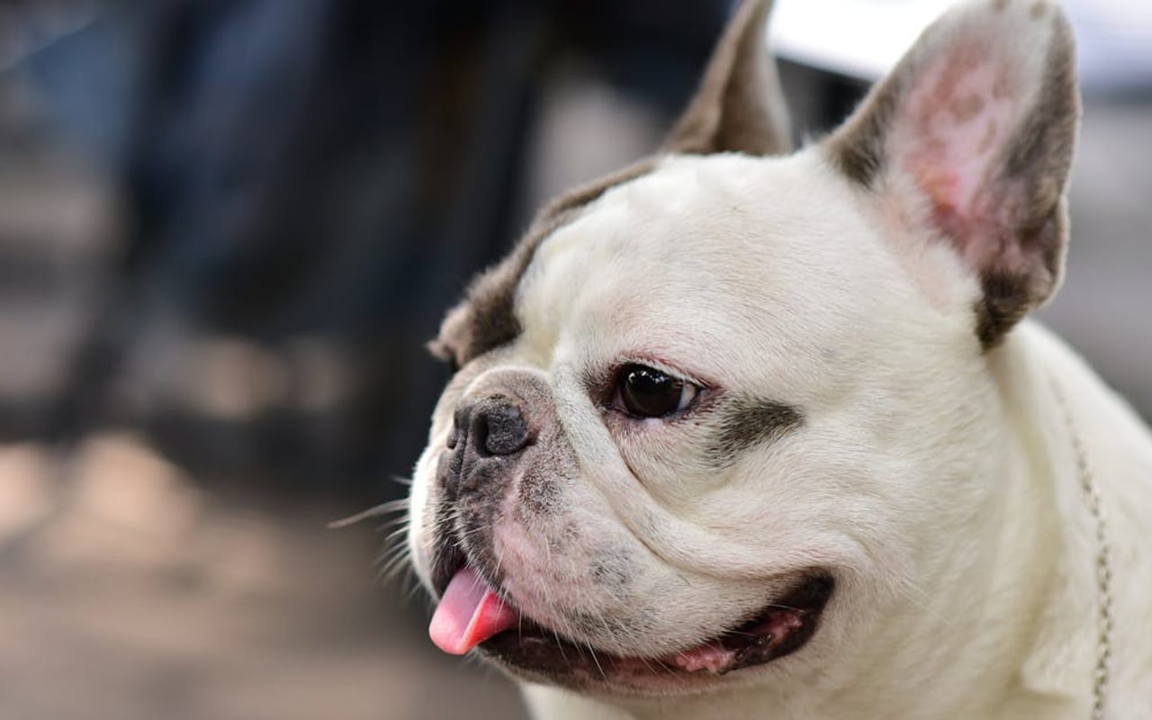 Bulldog breed