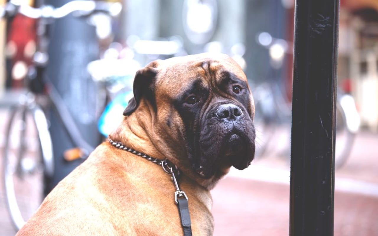 Bullmastiff — gallery 4