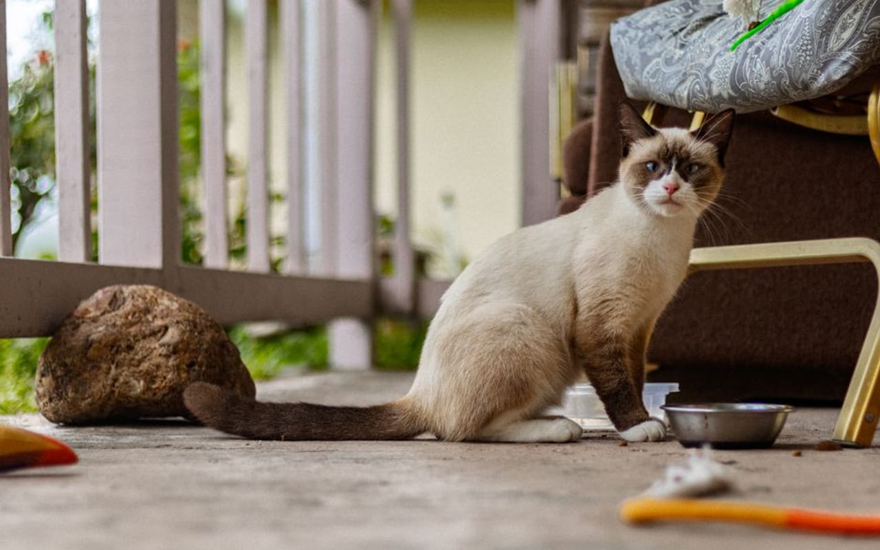 Burmese — Burmese — gallery 4