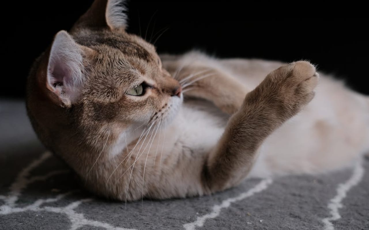 Burmilla