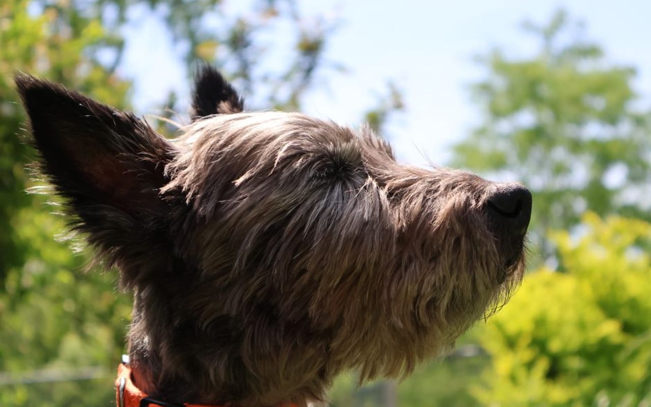 Cairn Terrier — gallery 4