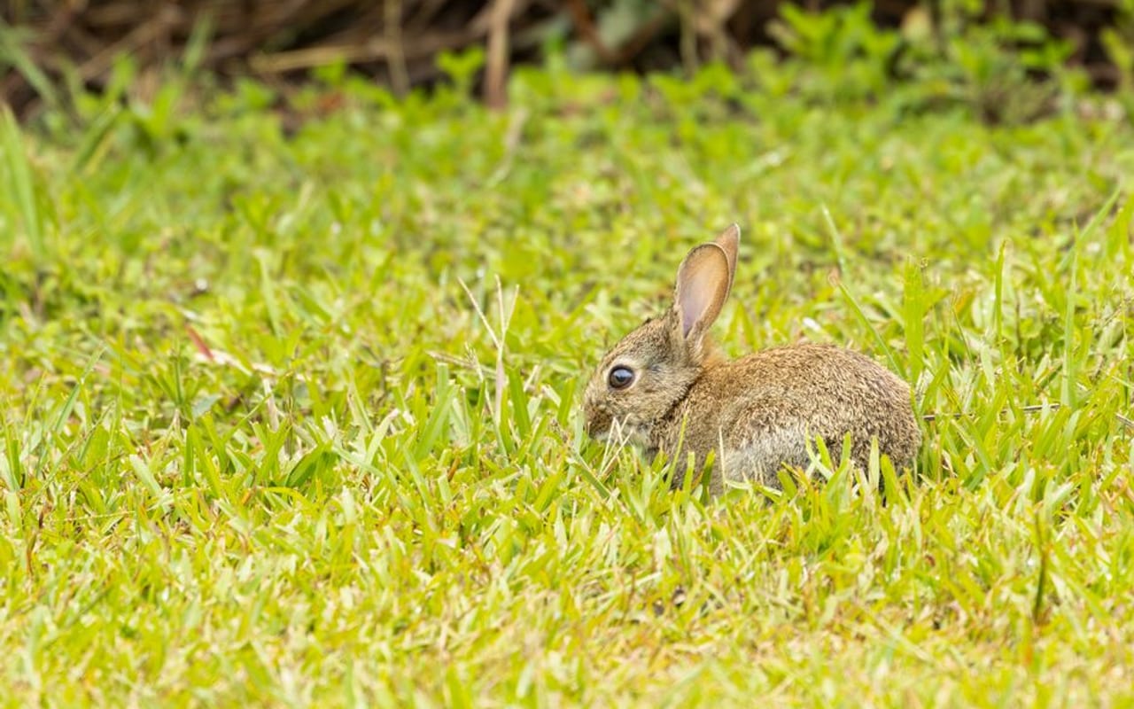 Californian Rabbit Care Guide