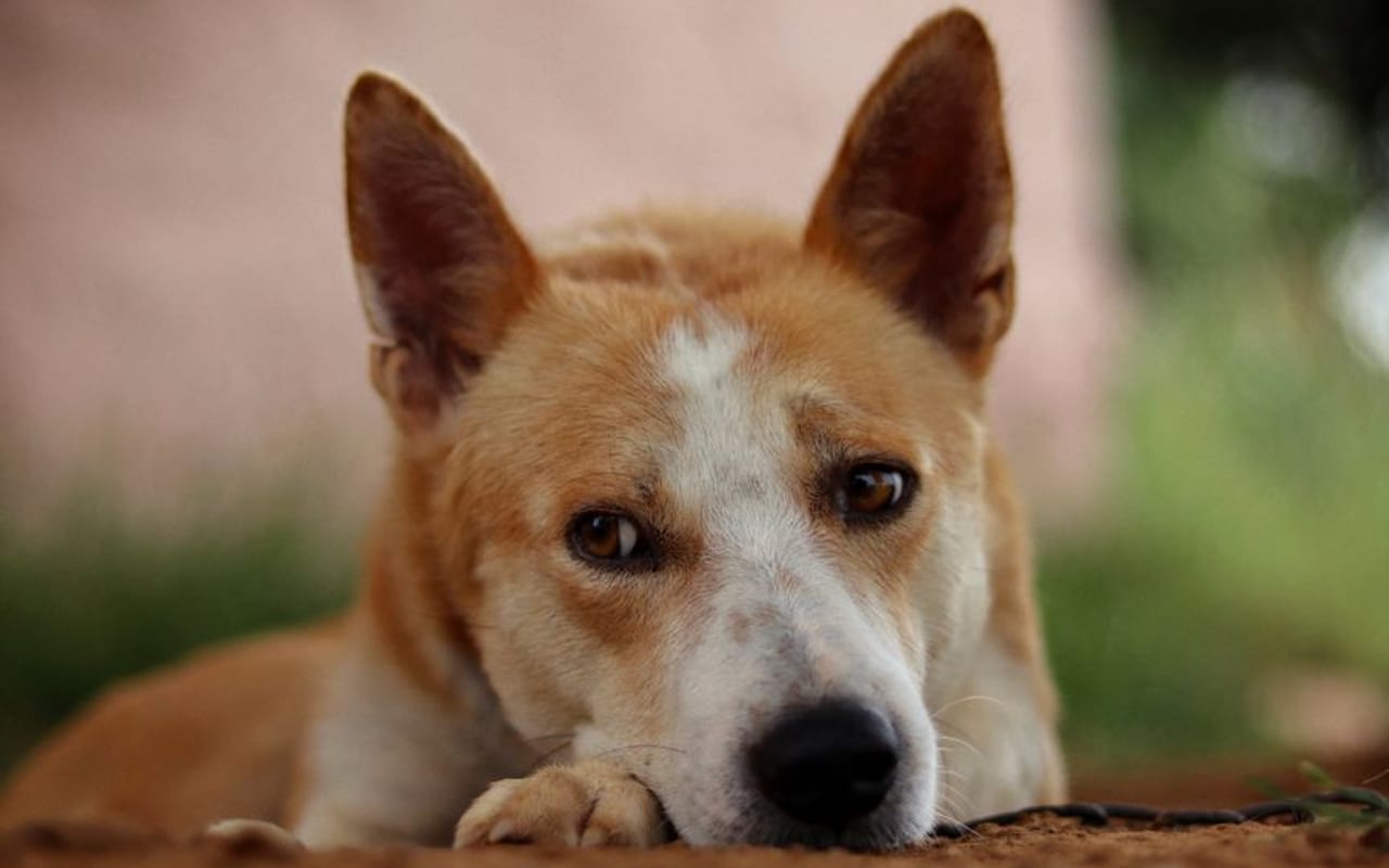 Canaan Dog — gallery 4
