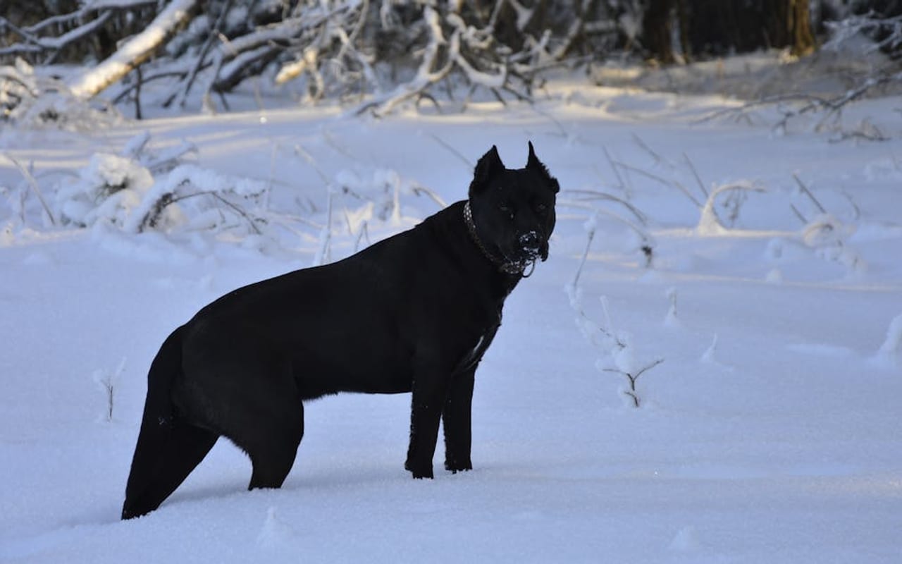 Cane Corso