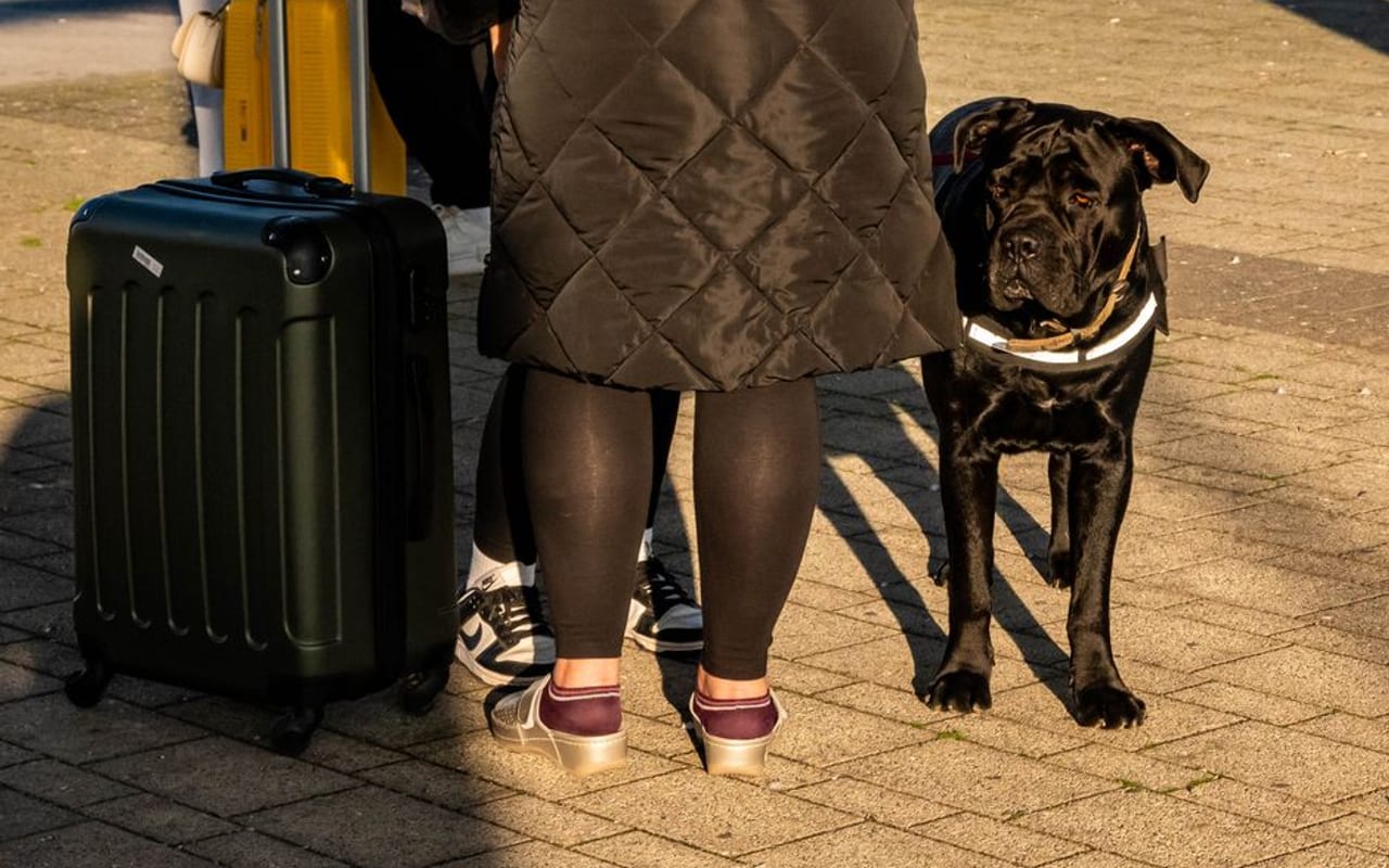 Cane Corso — gallery 4