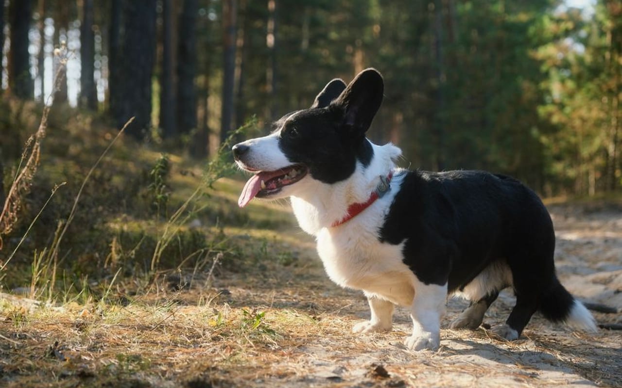 Cardigan Welsh Corgi — gallery 4
