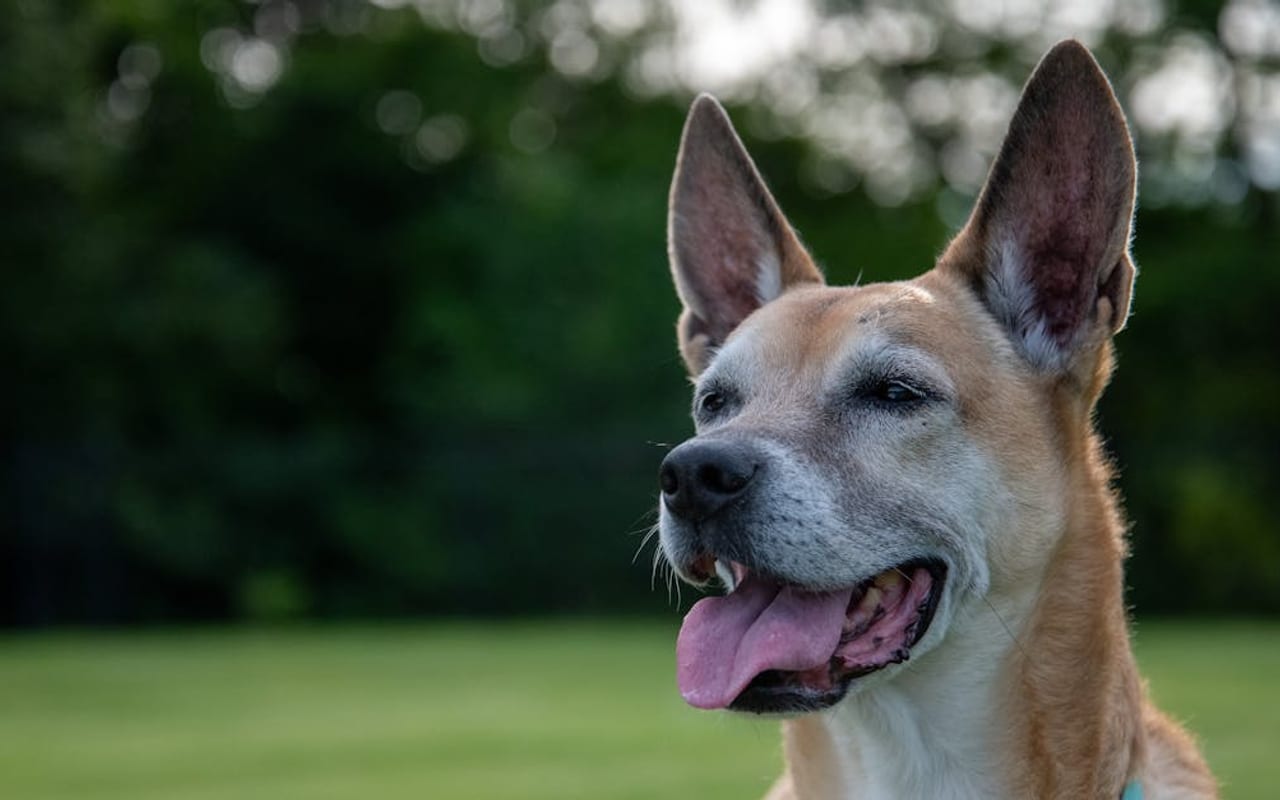 Carolina Dog