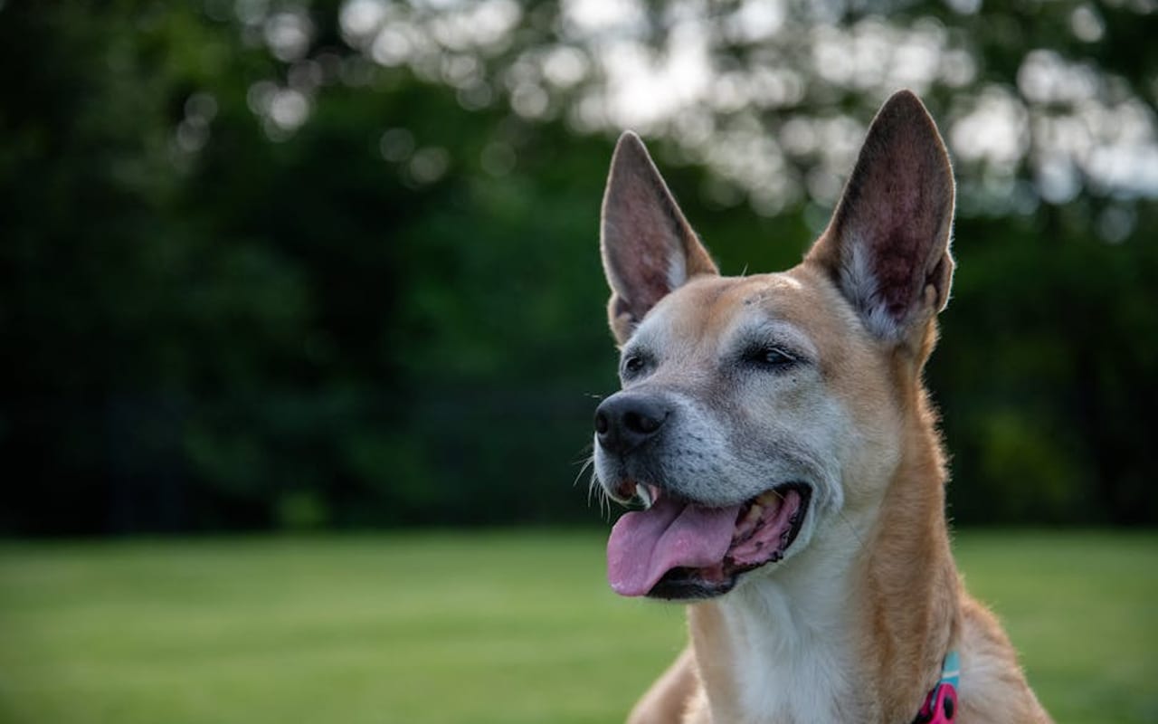 Carolina Dog — gallery 4