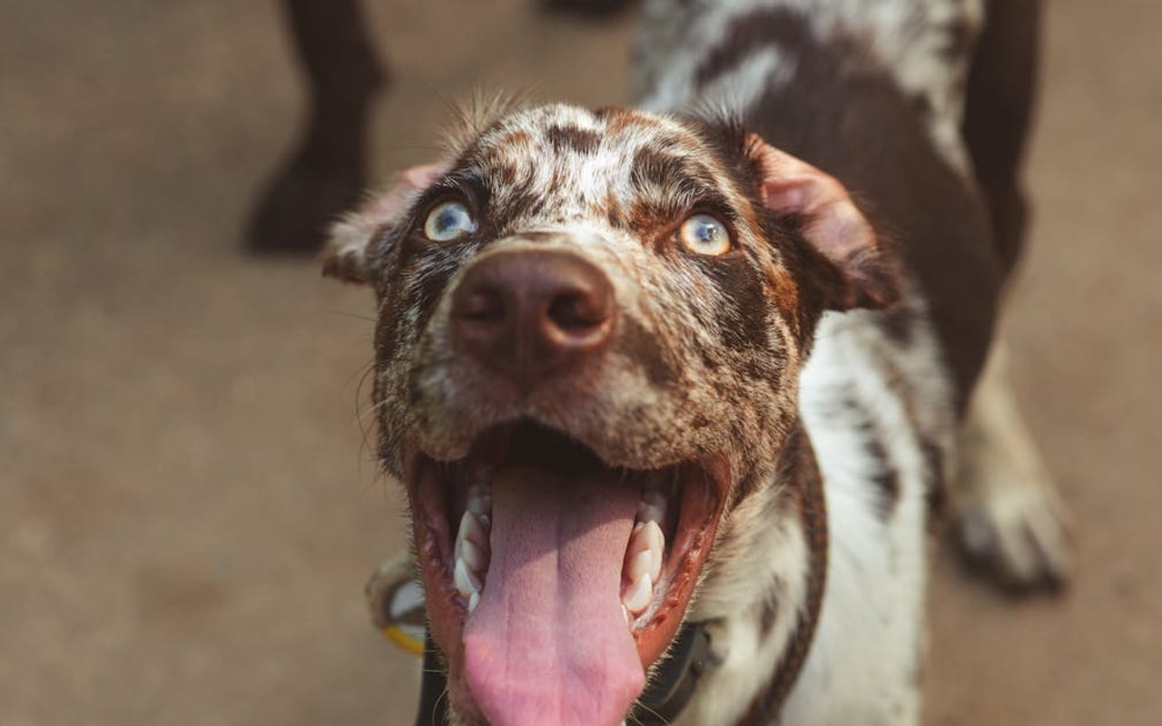 Catahoula Leopard Dog