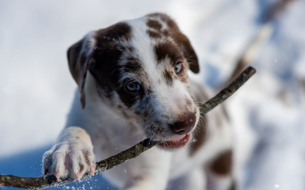 Catahoula Leopard Dog — gallery 2