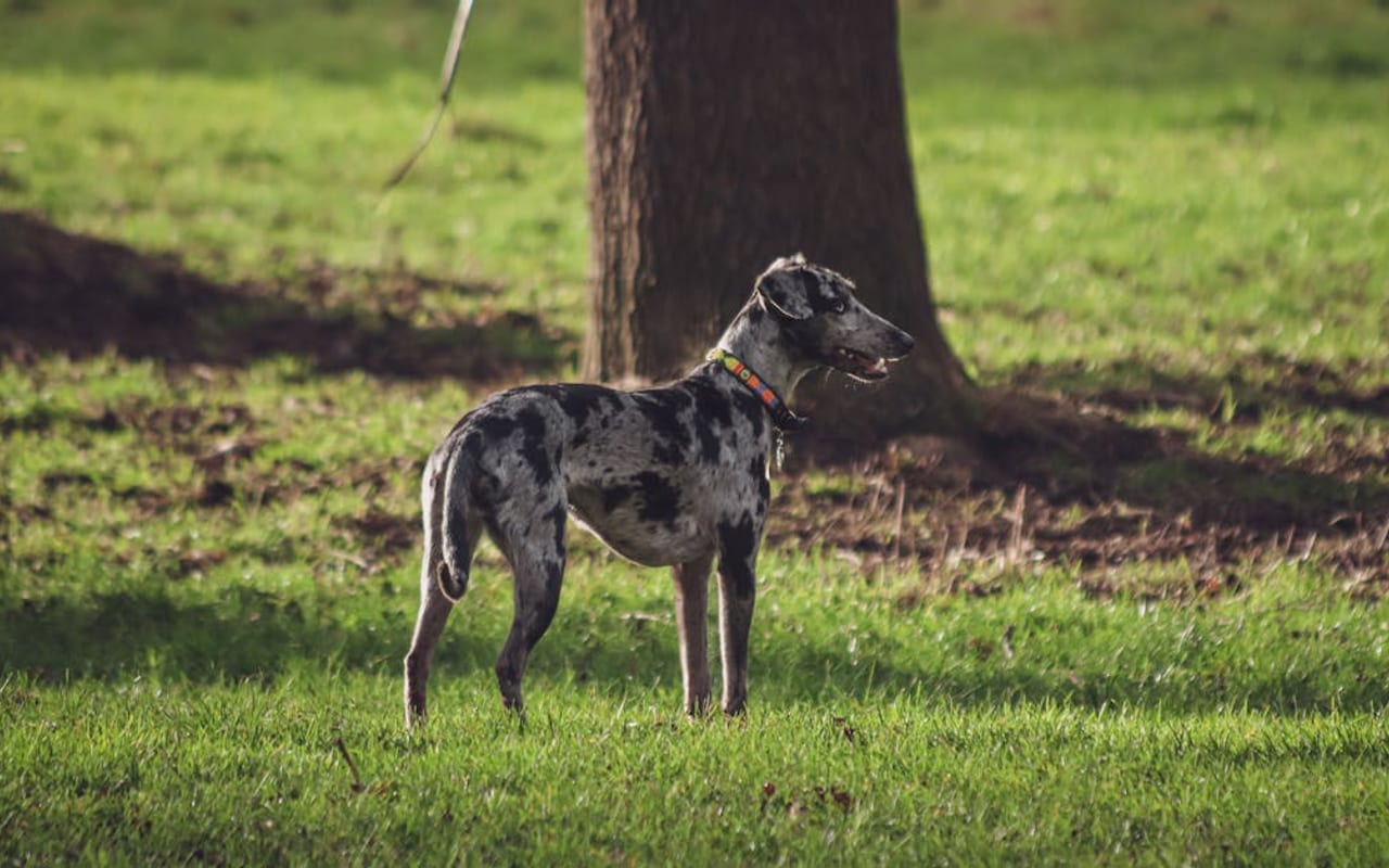 Catahoula Leopard Dog — gallery 3