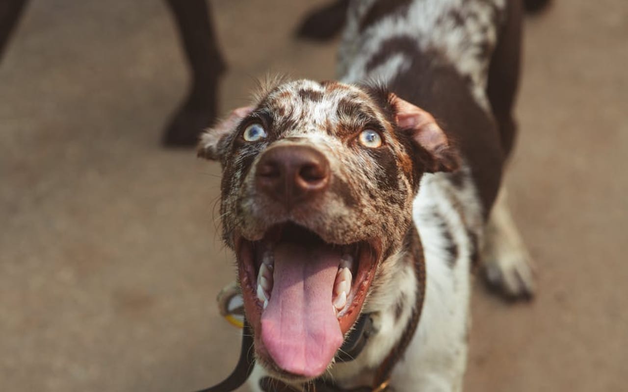 Catahoula Leopard Dog — gallery 4