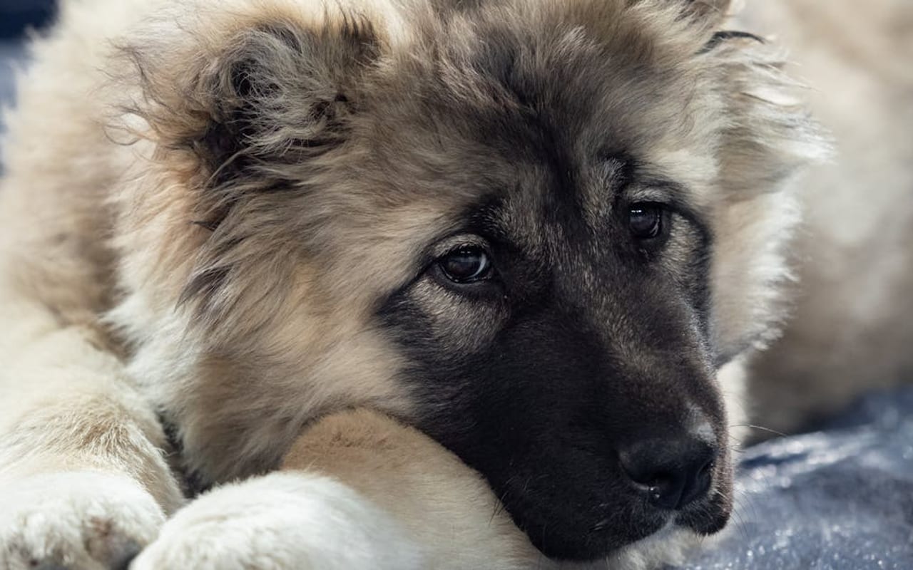 Caucasian Shepherd Dog