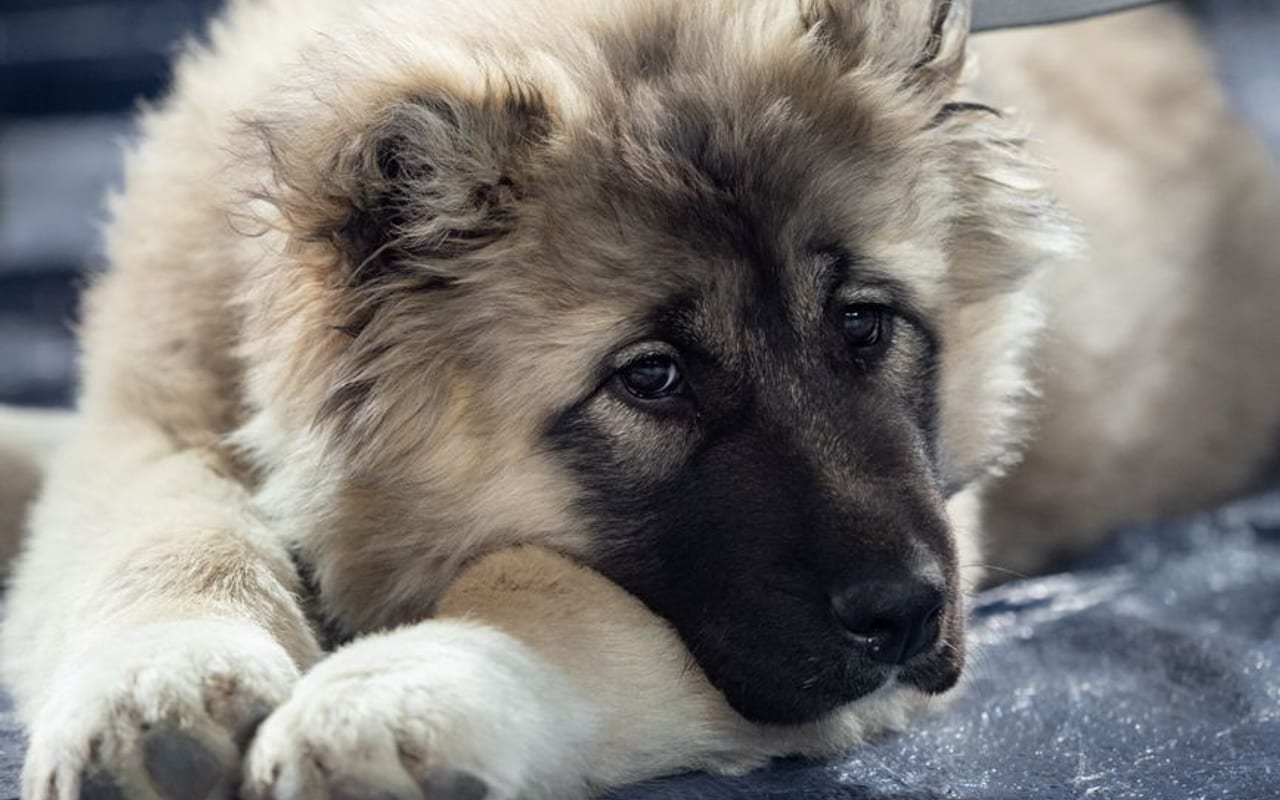 Caucasian Shepherd Dog — gallery 4