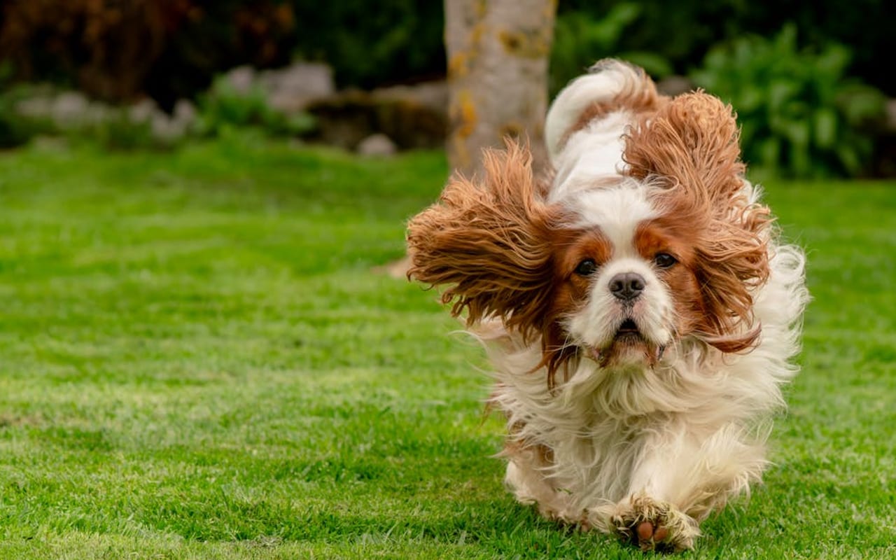 Cavalier King Charles Spaniel — gallery 2