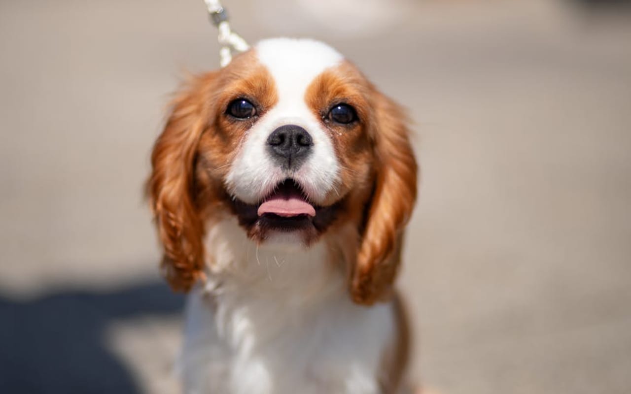 Cavalier King Charles Spaniel — gallery 3